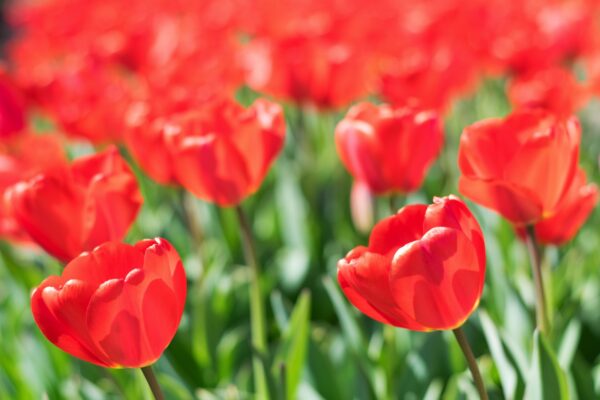 Tulipes Pays-Bas