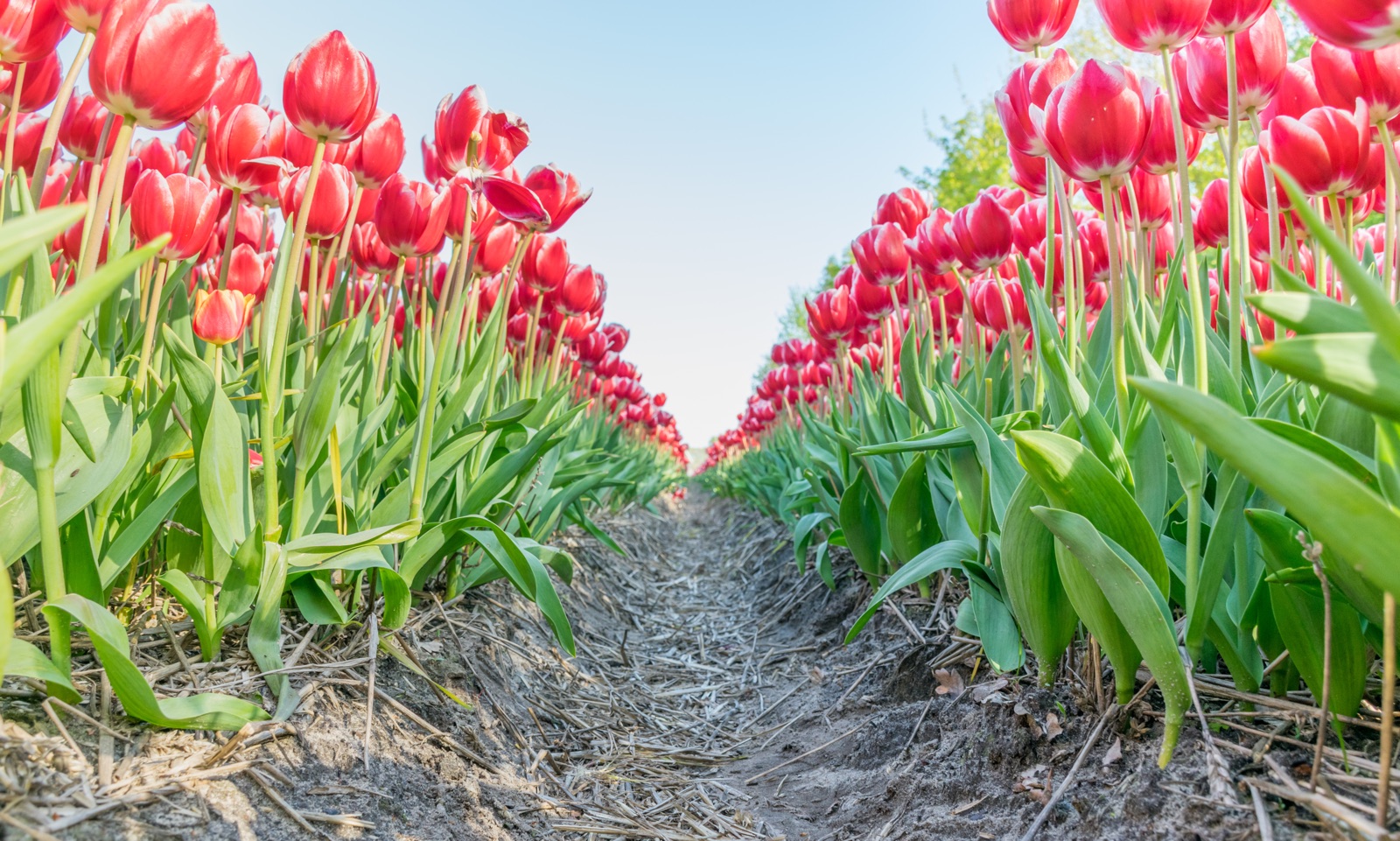 Tulipes en Hollande