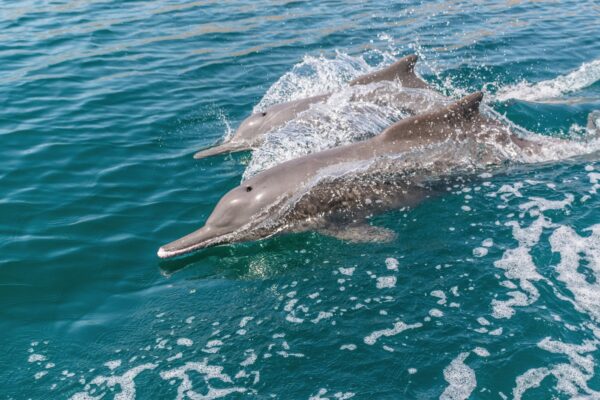 Dauphins dans les fjords d'Oman