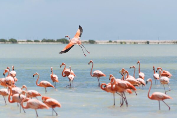 Flamants roses à Rio Lagartos