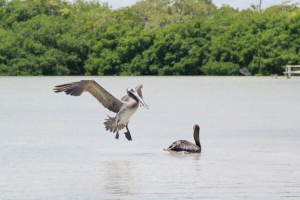 Pélican à Rio Lagartos