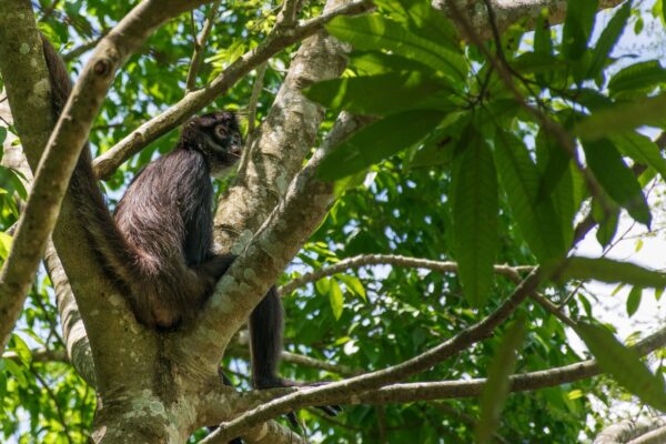 Singe araignée à Punta Laguna dans le Yucatan