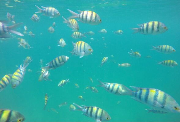 Snorkeling dans les fjords d'Oman