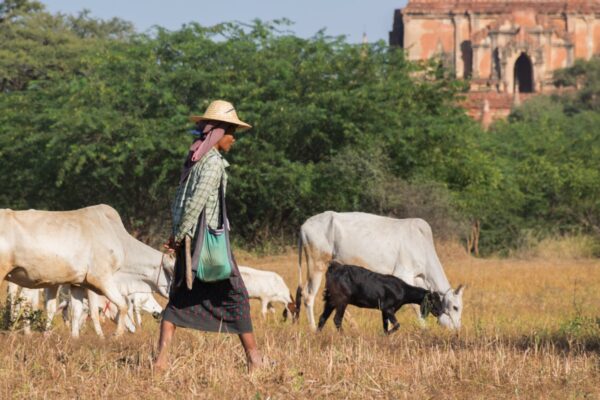 Berger à Bagan