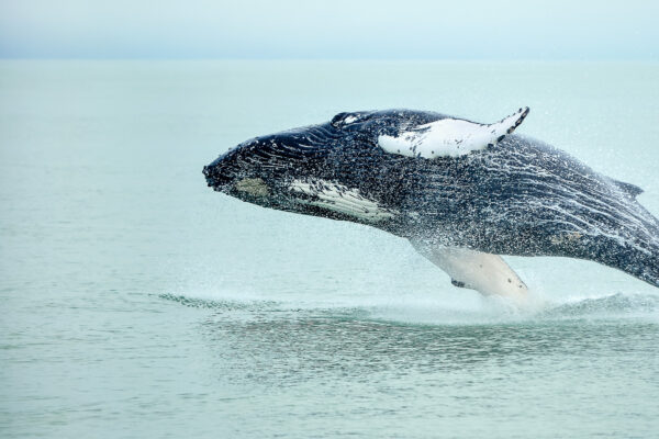 Baleine en Islande