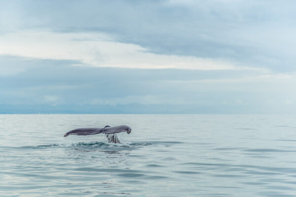 Baleines en Islande : où les voir