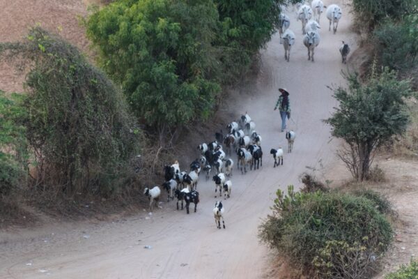 Berger à Bagan en Birmanie