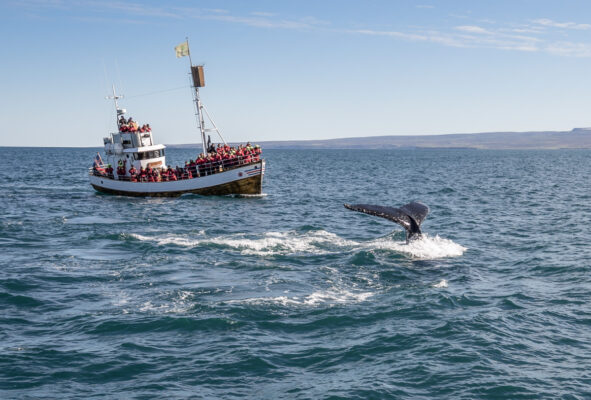 Excursion baleine à Reykjavik