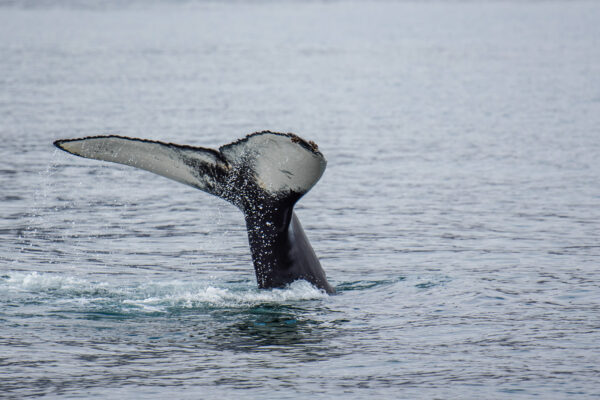 Observation des baleines en Islande