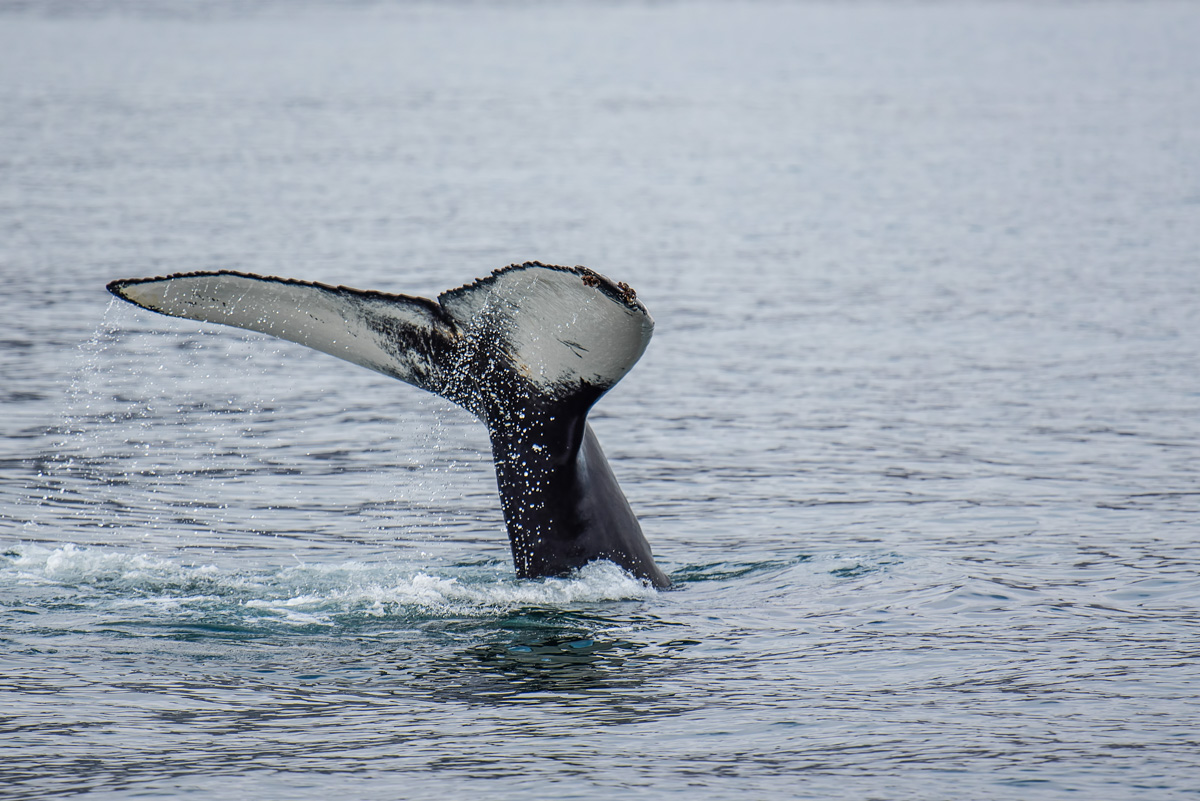 voyage islande orque