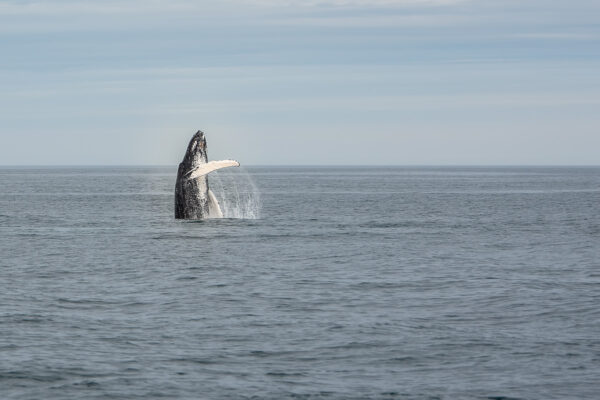 Période pour observer les baleines en Islande