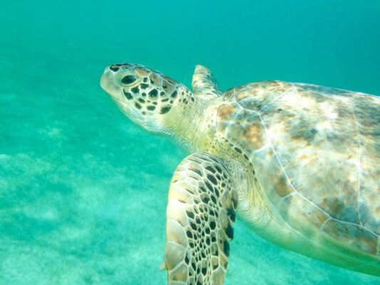 Tortue à Akumal dans le Yucatan au Mexique