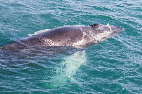 Voir des baleines en Islande