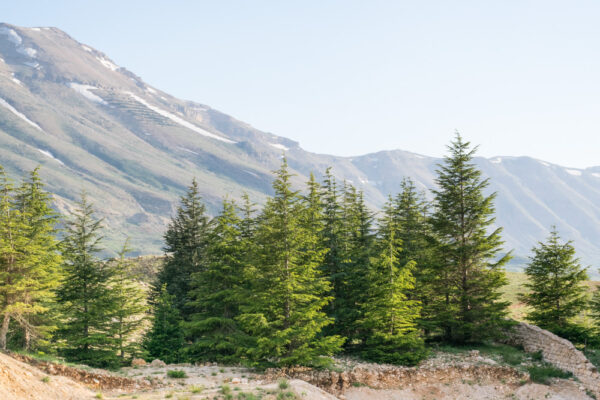 Forêt des cèdres de Dieu au Liban