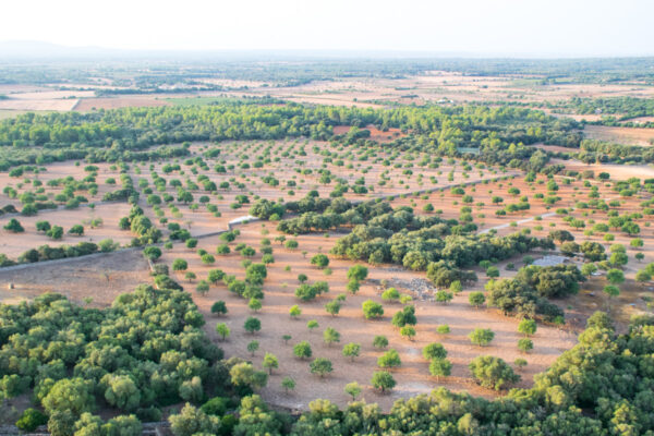 Environs de Manacor en montgolfière à Majorque