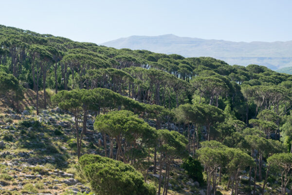 Montagnes du Chouf au Liban