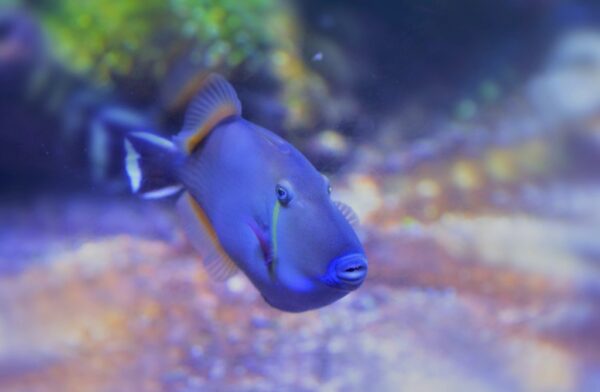 Aquarium de Nausicaa sur la côte d'Opale