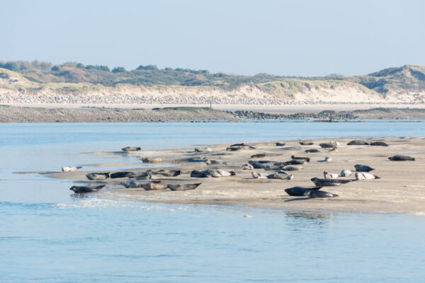 Baie d'Authie à Berck