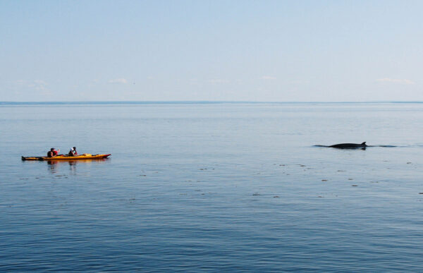 Baleine au Québec sur le Saint-Laurent