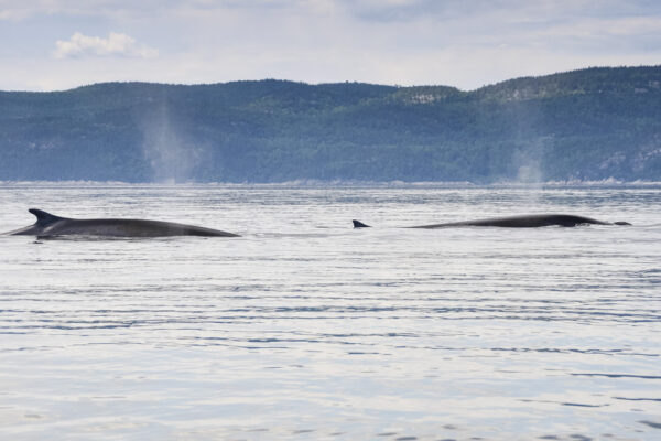 Baleine dans le Saint-Laurent au Québec