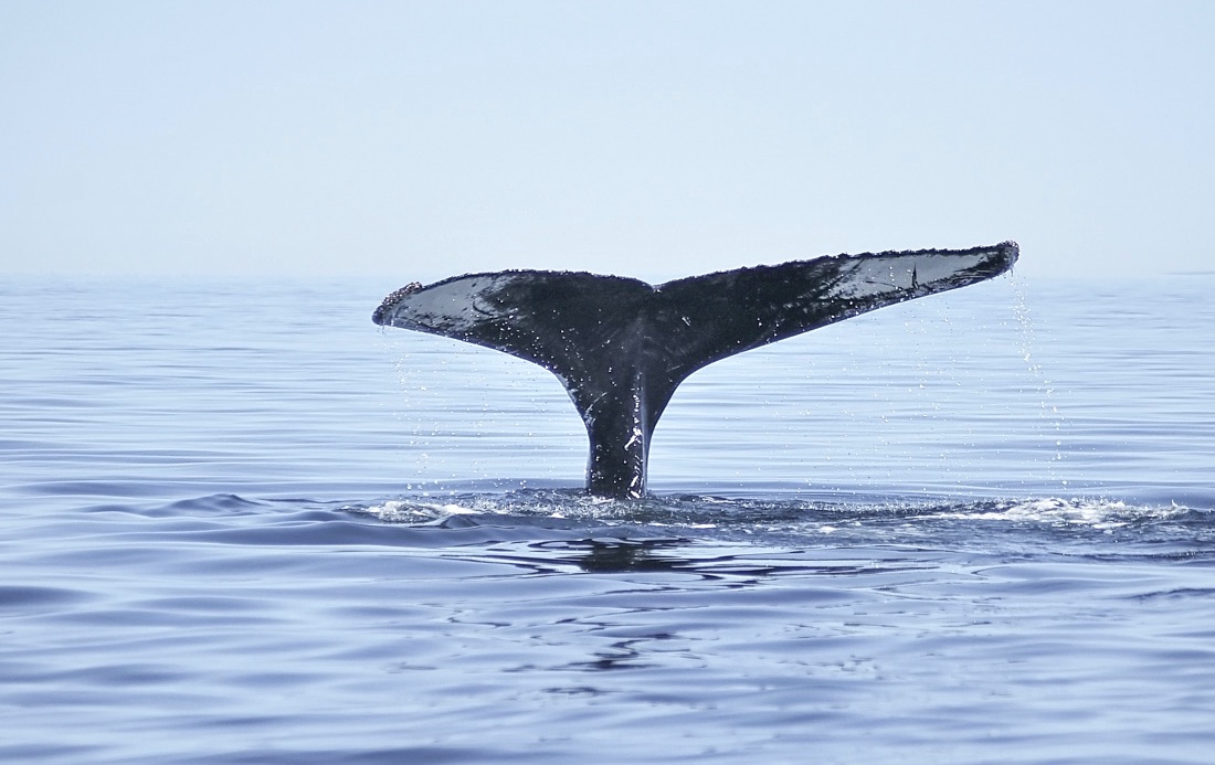 Baleine à Tadoussac