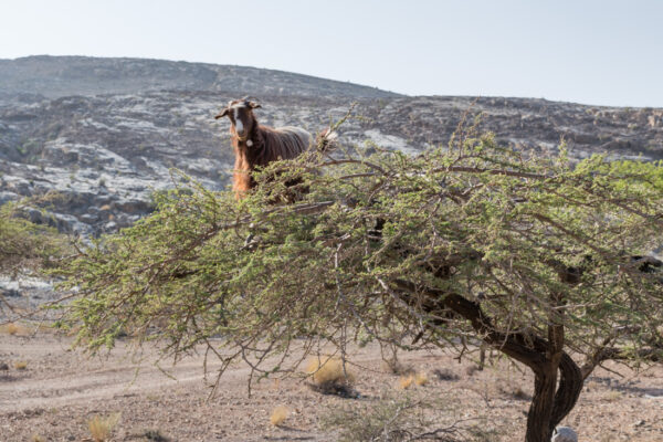 Chèvre sur la route du jebel Shams