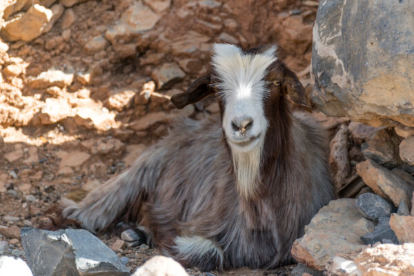 Chèvre dans le village d'Al Khitaym au jebel Shams