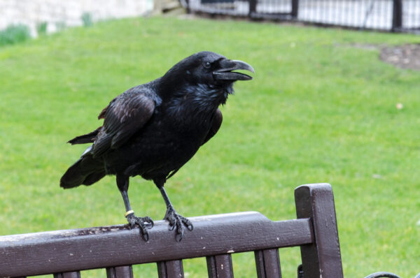 Corbeau dans la Tour de Londres