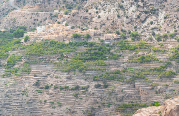 Culture en terrasse au jebel Akhdar