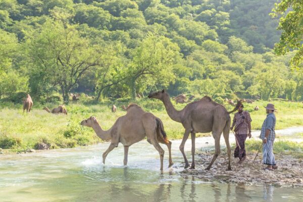 Dhofar à Oman