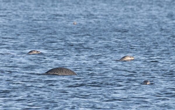 Excursion baleine à Tadoussac