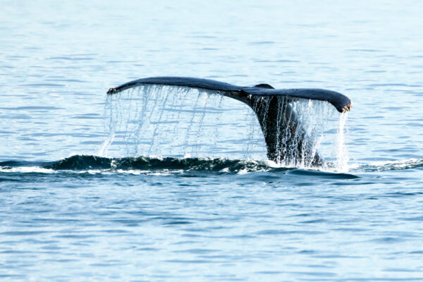 Meilleure croisière baleine à Tadoussac