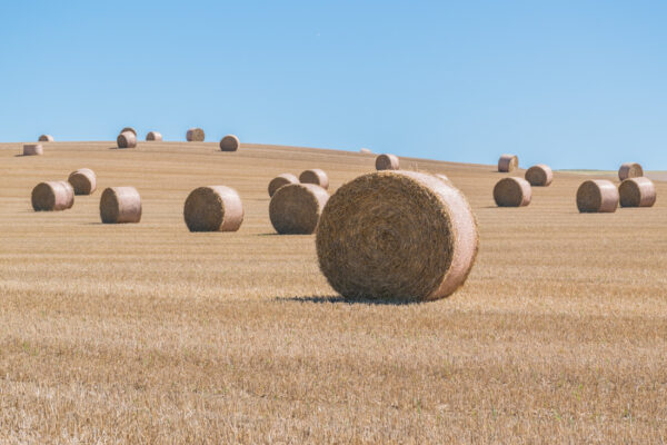 Après la moisson sur la Côte d'Opale