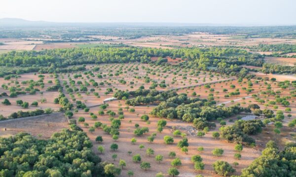 Montgolfière à Majorque