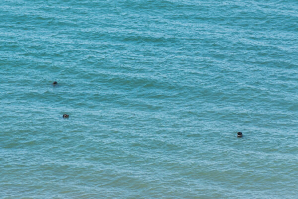 Phoques au Cap Gris-Nez