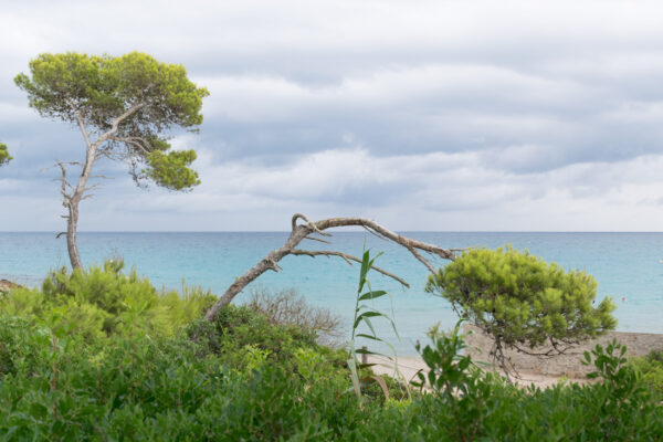 Plage de Canyamel à Majorque