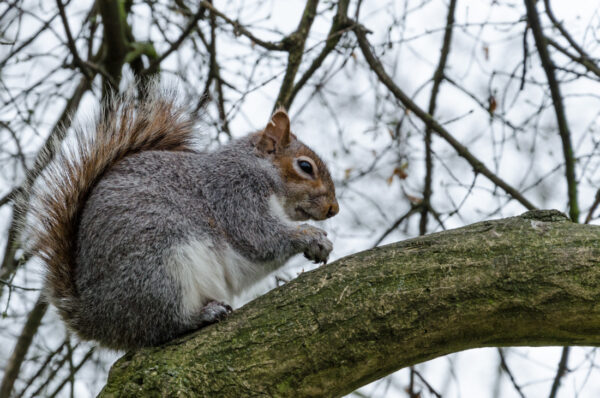 Quartier de Londres : St James' Park