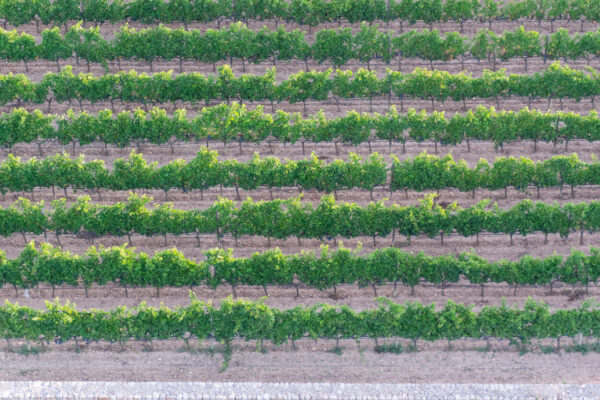 Vignes depuis une montgolfière à Majorque