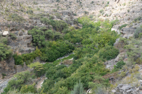 Arbre dans le wadi proche du village Wadi Bani Habib