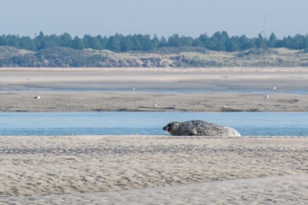 Phoque dans la baie de Somme