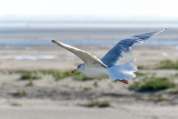 Goéland en baie de Somme