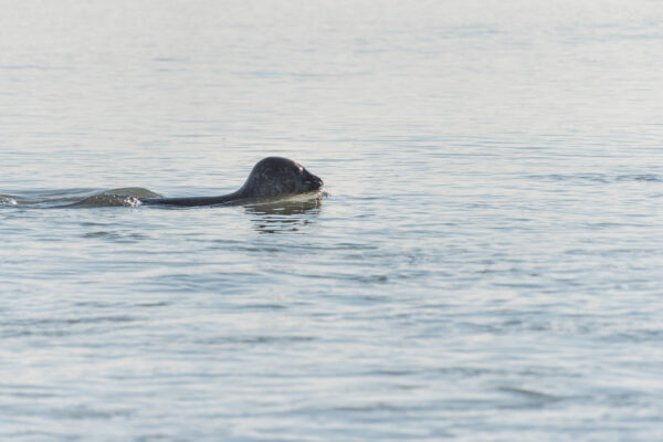 Phoque en baie de Somme