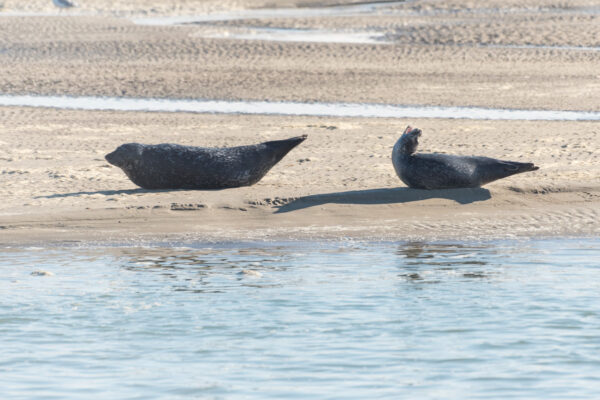 Voir des phoques en baie de Somme