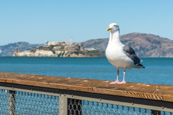 Réserver son billet pour la visite d'Alcatraz