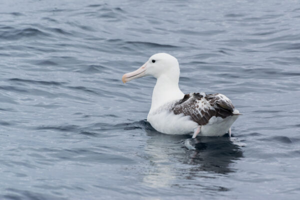 Albatros en Nouvelle-Zélande