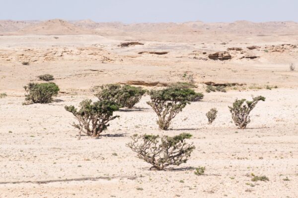 Arbre à encens - Oman