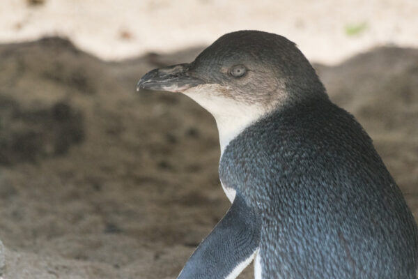 Blue penguin en Nouvelle-Zélande