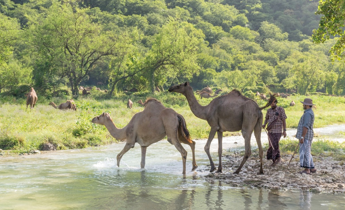 Dhofar à Oman