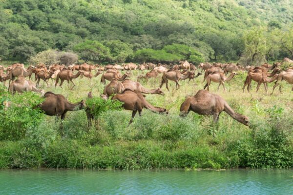 Dromadaires dans le Dhofar