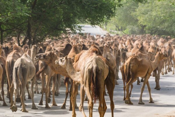 Dromadaires dans le Dhofar